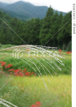 ススキの穂とヒガンバナと田んぼ ススキの穂とヒガンバナと田んぼ 119213018