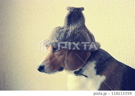 ニット帽をかぶるビーグル 119213359