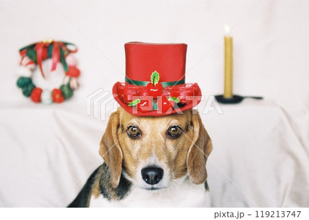 クリスマスハットをかぶるビーグル5 クリスマスハットをかぶるビーグル5 119213747