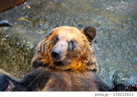 北海道　熊牧場の熊の写真 119213813