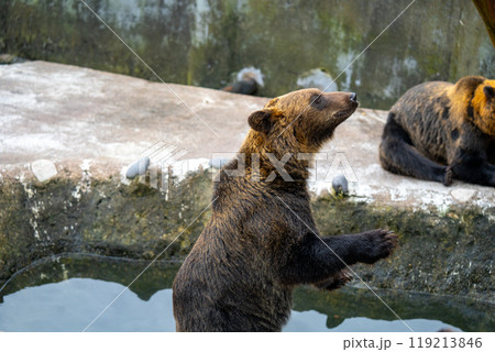 北海道 熊牧場の熊の写真 北海道 熊牧場の熊の写真 119213846