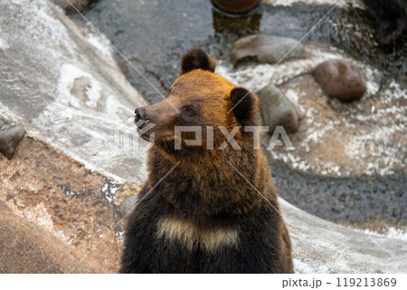 北海道 熊牧場の熊の写真 北海道 熊牧場の熊の写真 119213869