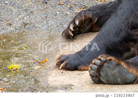 北海道　熊牧場の熊の写真 119213907