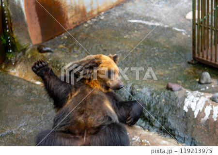 北海道　熊牧場の熊の写真 119213975