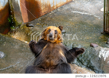 北海道　熊牧場の熊の写真 119213976