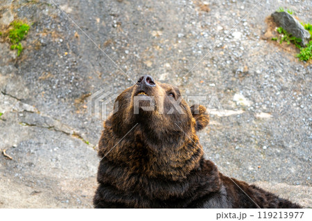 北海道　熊牧場の熊の写真 119213977