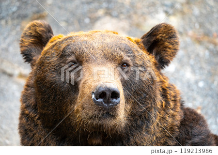 北海道 熊牧場の熊の写真 北海道 熊牧場の熊の写真 119213986