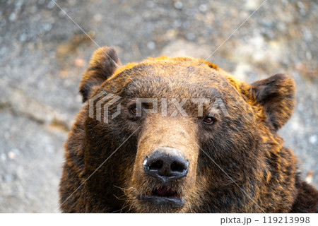 北海道 熊牧場の熊の写真 北海道 熊牧場の熊の写真 119213998
