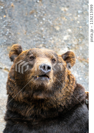 北海道 熊牧場の熊の写真 北海道 熊牧場の熊の写真 119213999
