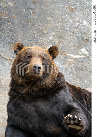北海道 熊牧場の熊の写真 北海道 熊牧場の熊の写真 119214000