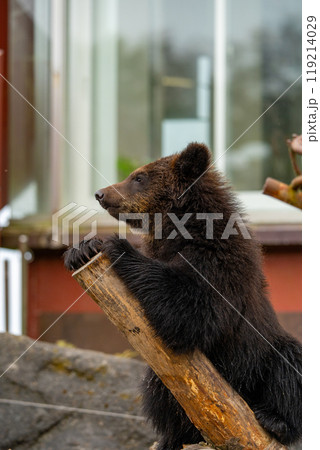 北海道 熊牧場の熊の写真 北海道 熊牧場の熊の写真 119214029