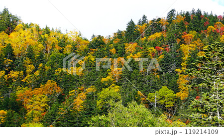 北海道 三国峠 紅葉 北海道 三国峠 紅葉 119214109