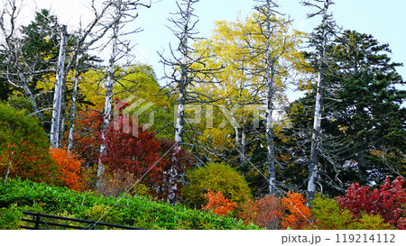 北海道　三国峠　紅葉 119214112