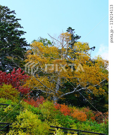 北海道　三国峠　紅葉 119214113