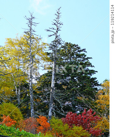 北海道　三国峠　紅葉 119214114