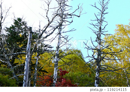 北海道　三国峠　紅葉 119214115