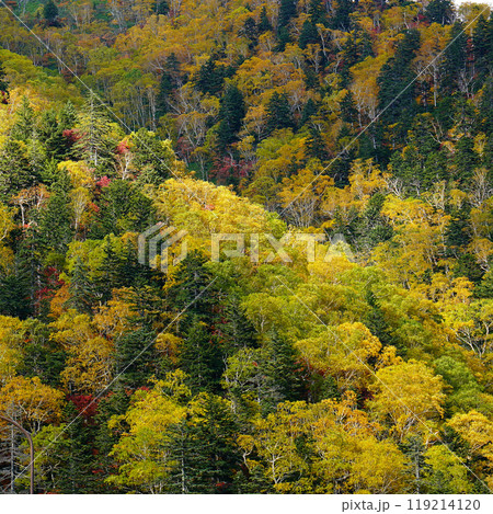 北海道 三国峠 紅葉 北海道 三国峠 紅葉 119214120