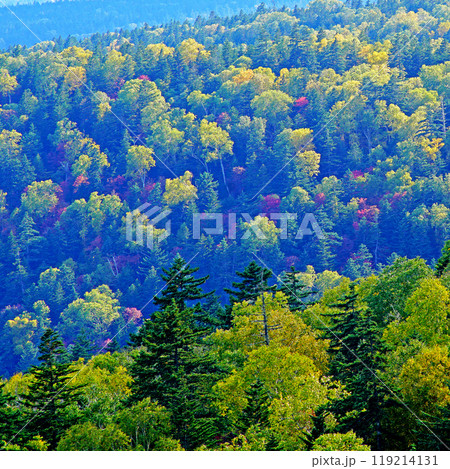 北海道　三国峠　紅葉 119214131