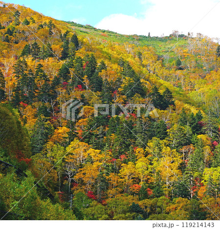 北海道　三国峠　紅葉 119214143