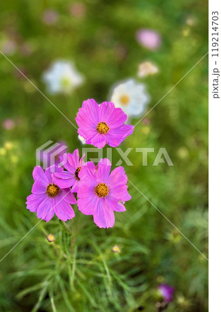 花壇に咲くコスモス 花壇に咲くコスモス 119214703