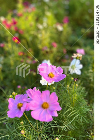 花壇に咲くコスモス 119214706