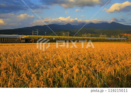黄金に染まる水田と夕暮れのドクターイエロー 119215011