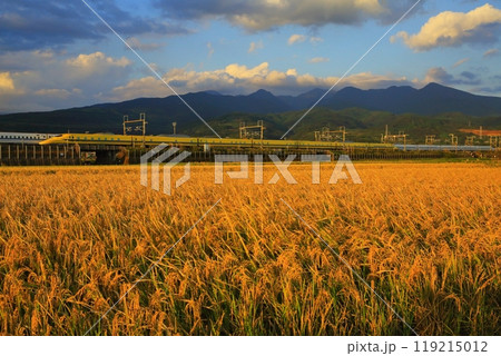 黄金に染まる水田と夕暮れのドクターイエロー 119215012