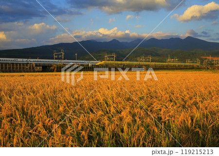 黄金に染まる水田とドクターイエロー 119215213