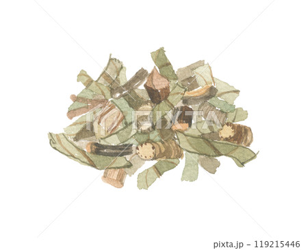 水彩で描いた刻んだウラジロガシ　裏白樫 119215446