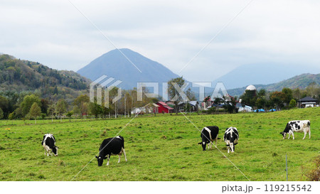 牛と霞む尻別岳・羊蹄山 牛と霞む尻別岳・羊蹄山 119215542