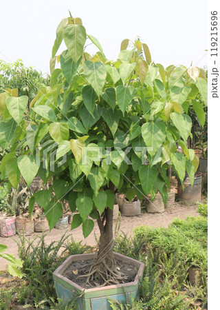 Sacred fig tree on nursery for sell are cash crops Sacred fig tree on nursery for sell are cash crops 119215696