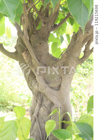 Sacred fig tree on nursery for sell are cash crops Sacred fig tree on nursery for sell are cash crops 119215698