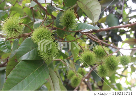 Rambutan on tree in farm for harvest 119215711