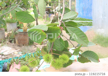 Rambutan on tree in farm for harvest Rambutan on tree in farm for harvest 119215716
