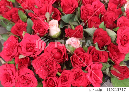 red colored rose on farm red colored rose on farm 119215717