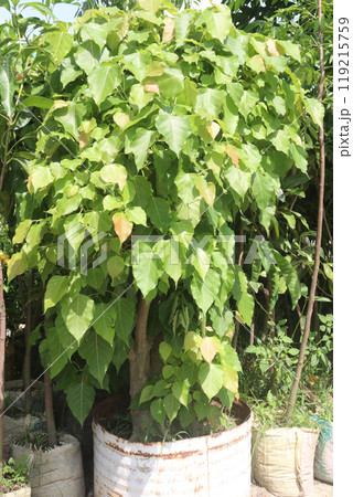Sacred fig tree on nursery for sell are cash crops 119215759