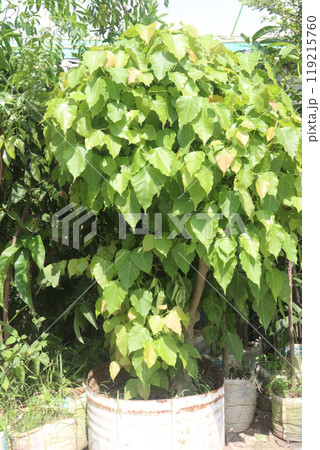 Sacred fig tree on nursery for sell are cash crops 119215760