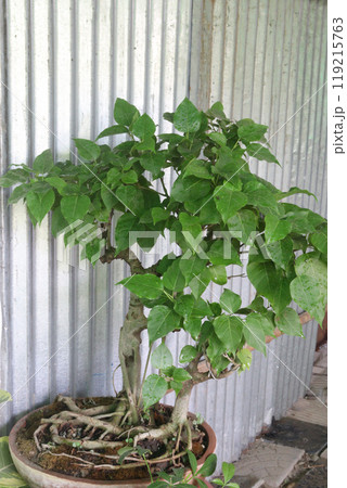 Sacred fig tree on nursery for sell are cash crops 119215763