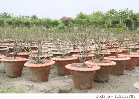 rose tree plant seedling on pot in nursery rose tree plant seedling on pot in nursery 119215793