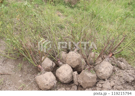 rose tree plant seedling on bag in nursery 119215794