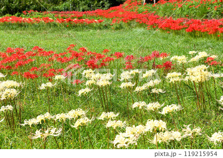 伊勢原日向薬師日陰道沿いの田畑に咲き誇る彼岸花 伊勢原日向薬師日陰道沿いの田畑に咲き誇る彼岸花 119215954