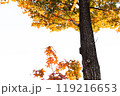 一本の木とその下に見えるもみじ 119216653