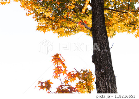 一本の木とその下に見えるもみじ 119216653