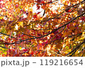 もみじ一色 119216654
