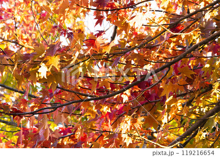 もみじ一色 119216654