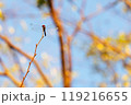 細い枝に留まるトンボ 119216655