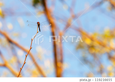 細い枝に留まるトンボ 119216655
