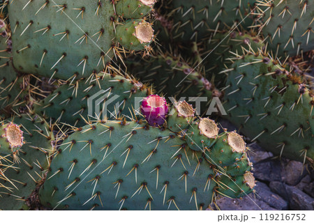 Krk close up Beaver Tail Cactus in Bloom 119216752