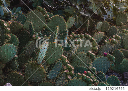 Krk close up Beaver Tail Cactus in Bloom Krk close up Beaver Tail Cactus in Bloom 119216763