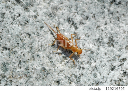 奥道志川の最上流で採集したコウノアミメカワゲラ 奥道志川の最上流で採集したコウノアミメカワゲラ 119216795